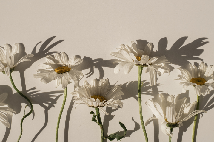 Aesthetic stock image showing a group of large growing daisies against a white wall. The image is purely for decorative use only to support the blog post on 51 life goals to create a life you love